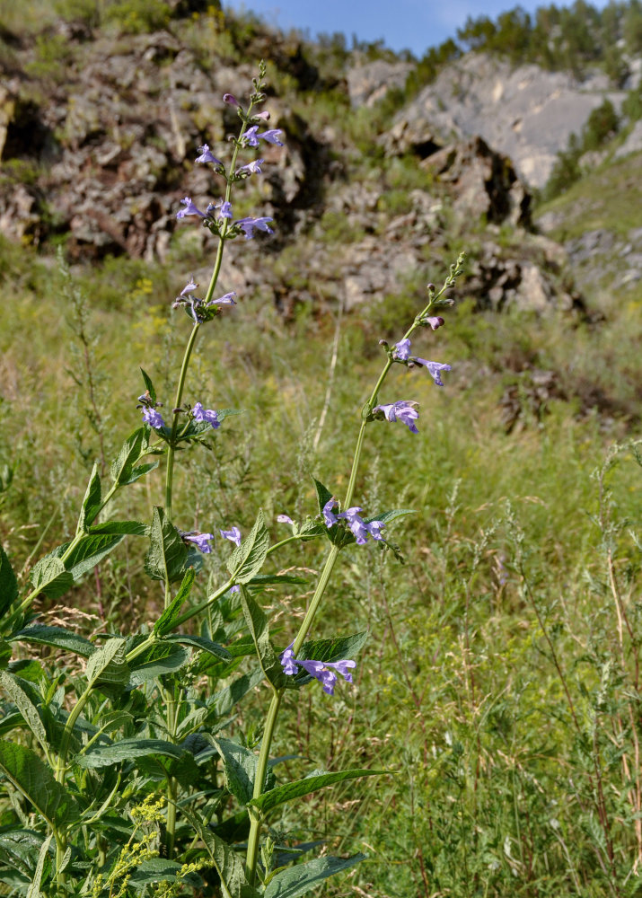 Изображение особи Nepeta sibirica.