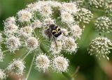 Angelica sylvestris