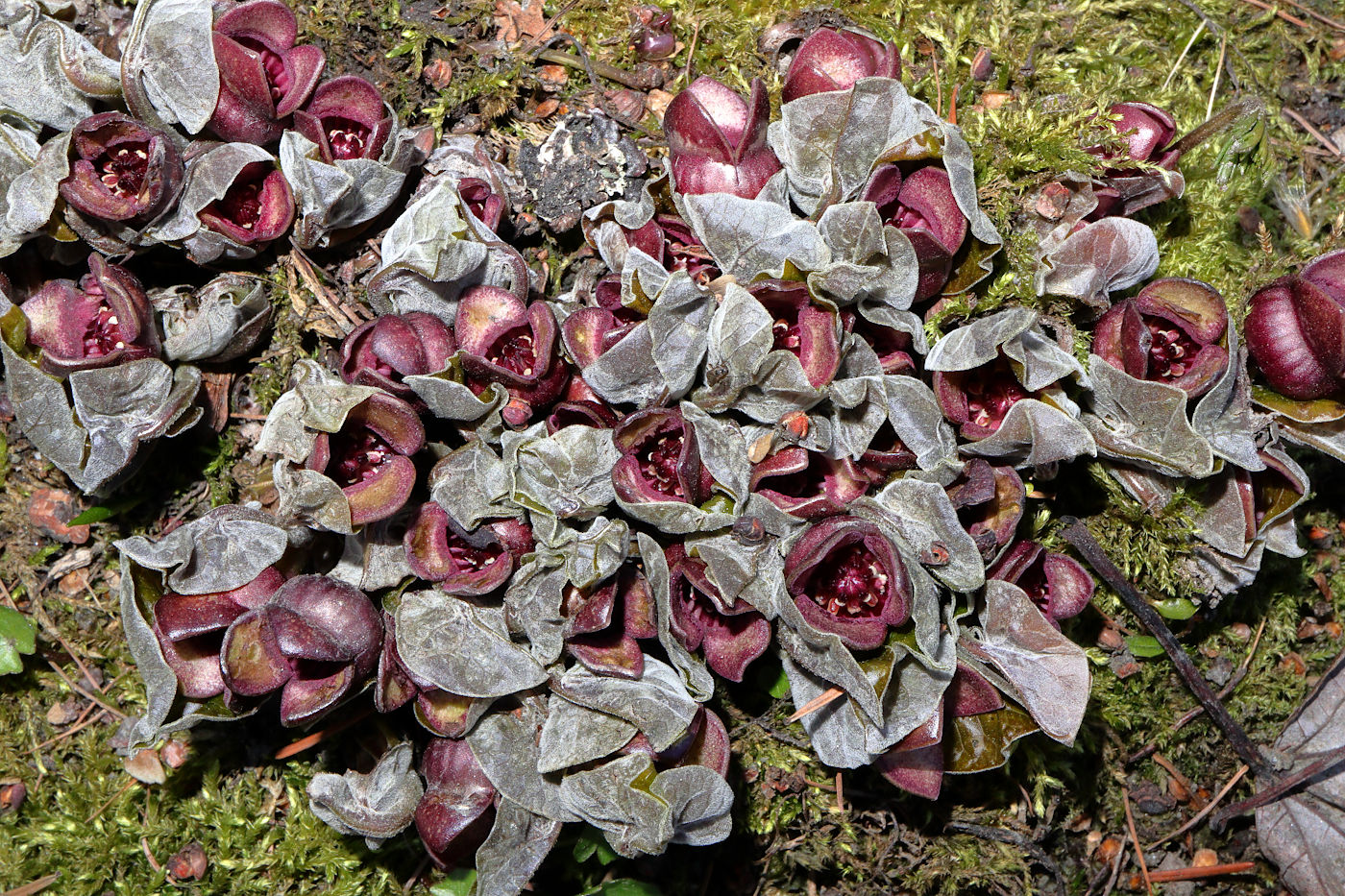 Изображение особи Asarum sieboldii.