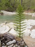 Equisetum telmateia. Вегетирующее растение. Краснодарский край, Крымский р-н, окр. станицы Неберджаевская, ур. Глубокий Яр, буково-дубово-грабовый лес, у ручья. 24.04.2022.