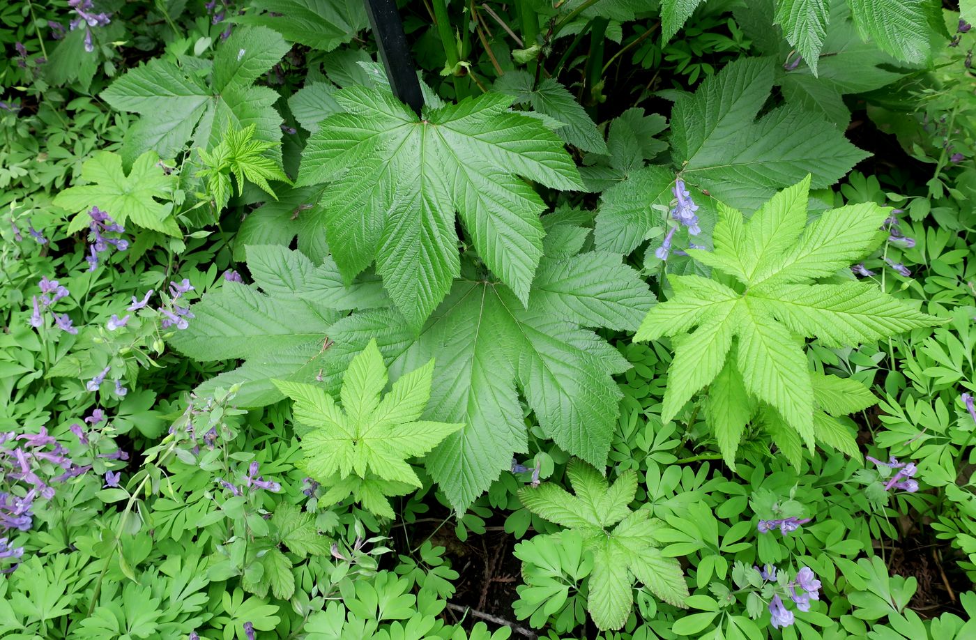 Image of Filipendula camtschatica specimen.