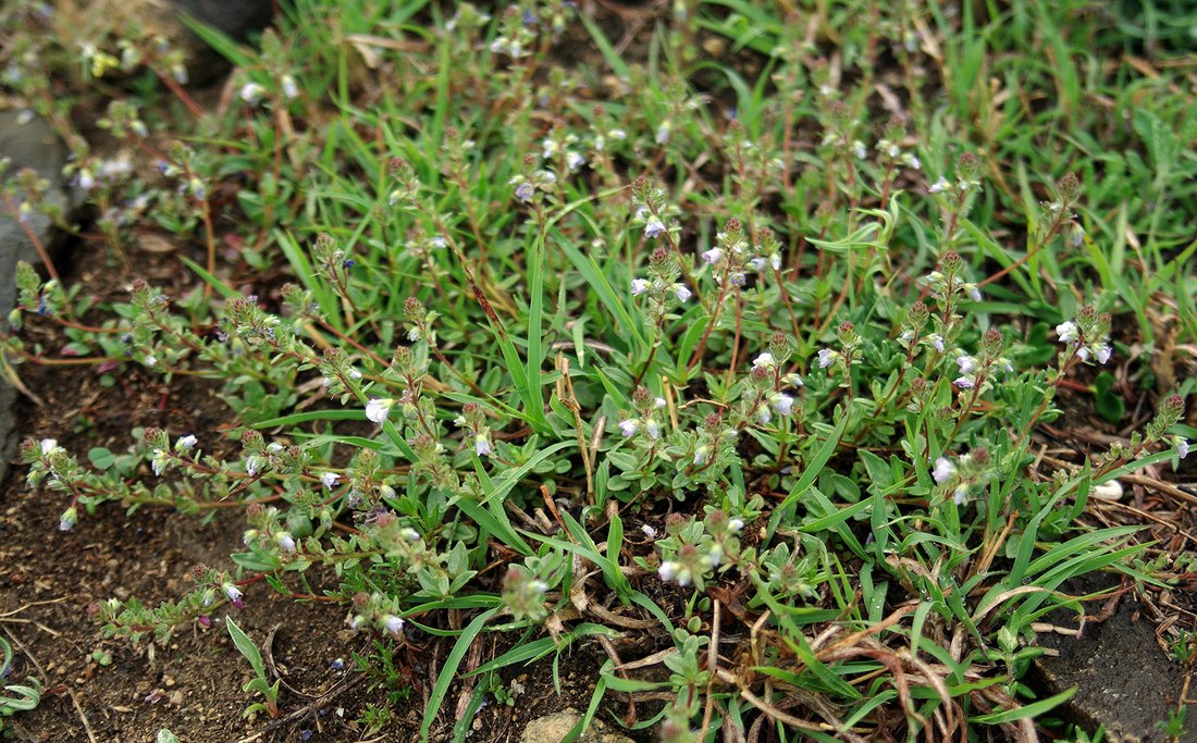 Image of Veronica vendettadeae specimen.