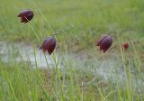 Fritillaria meleagroides