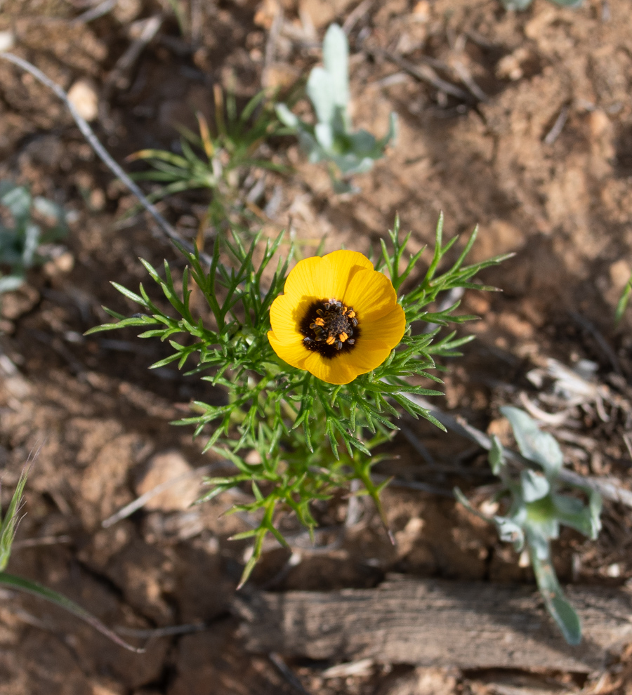 Изображение особи Adonis dentata.