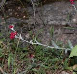 Helichrysum sanguineum