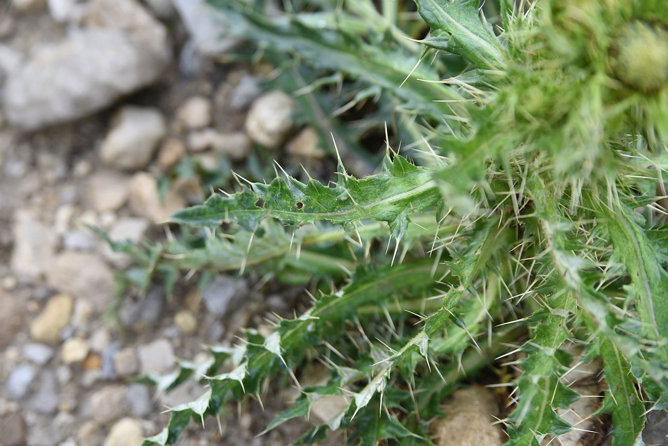 Image of Cirsium obvallatum specimen.