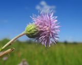 Cirsium incanum