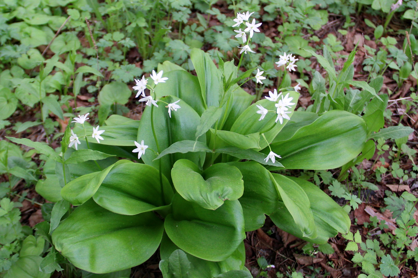 Image of Clintonia udensis specimen.