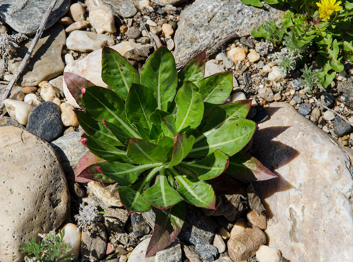 Изображение особи род Oenothera.