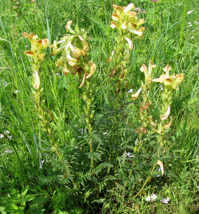 Изображение особи Pedicularis striata.