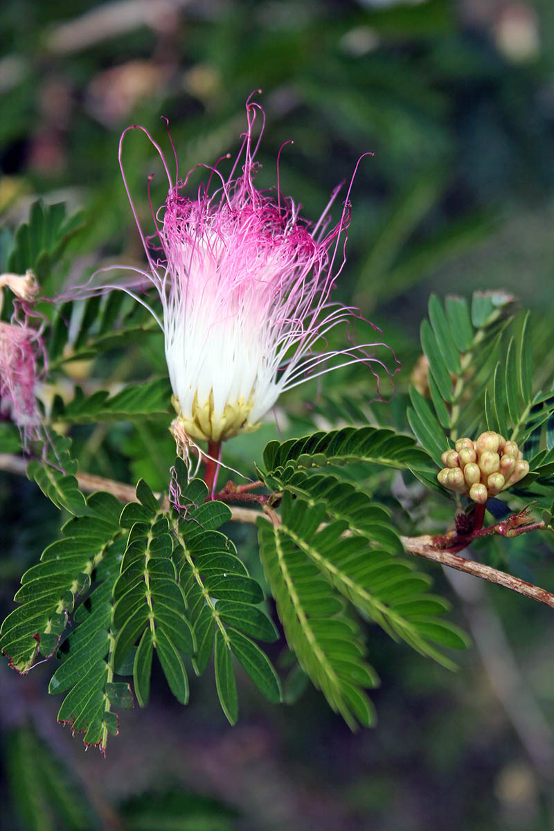 Изображение особи род Albizia.