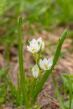 Ornithogalum balansae