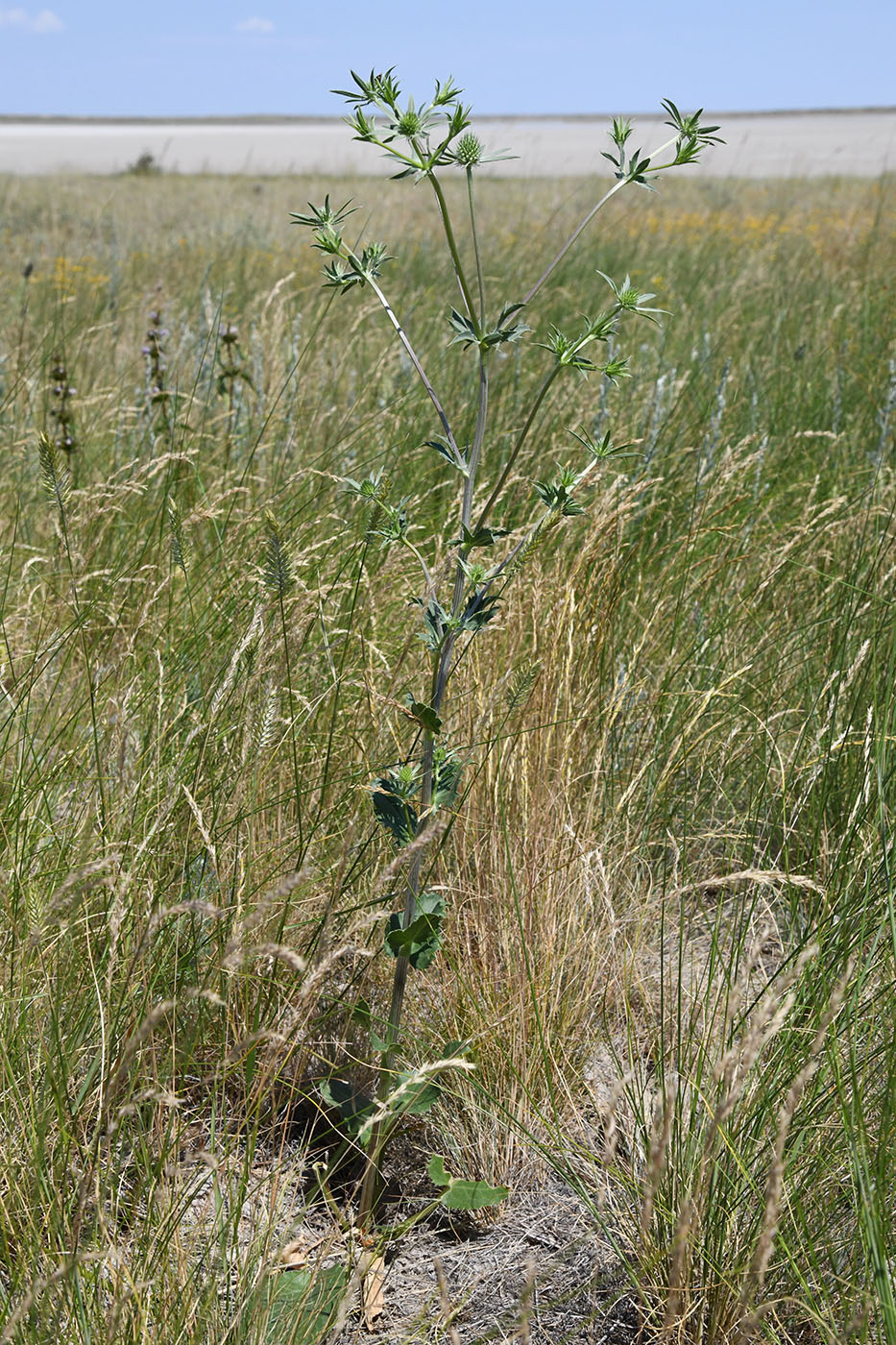 Изображение особи Eryngium planum.