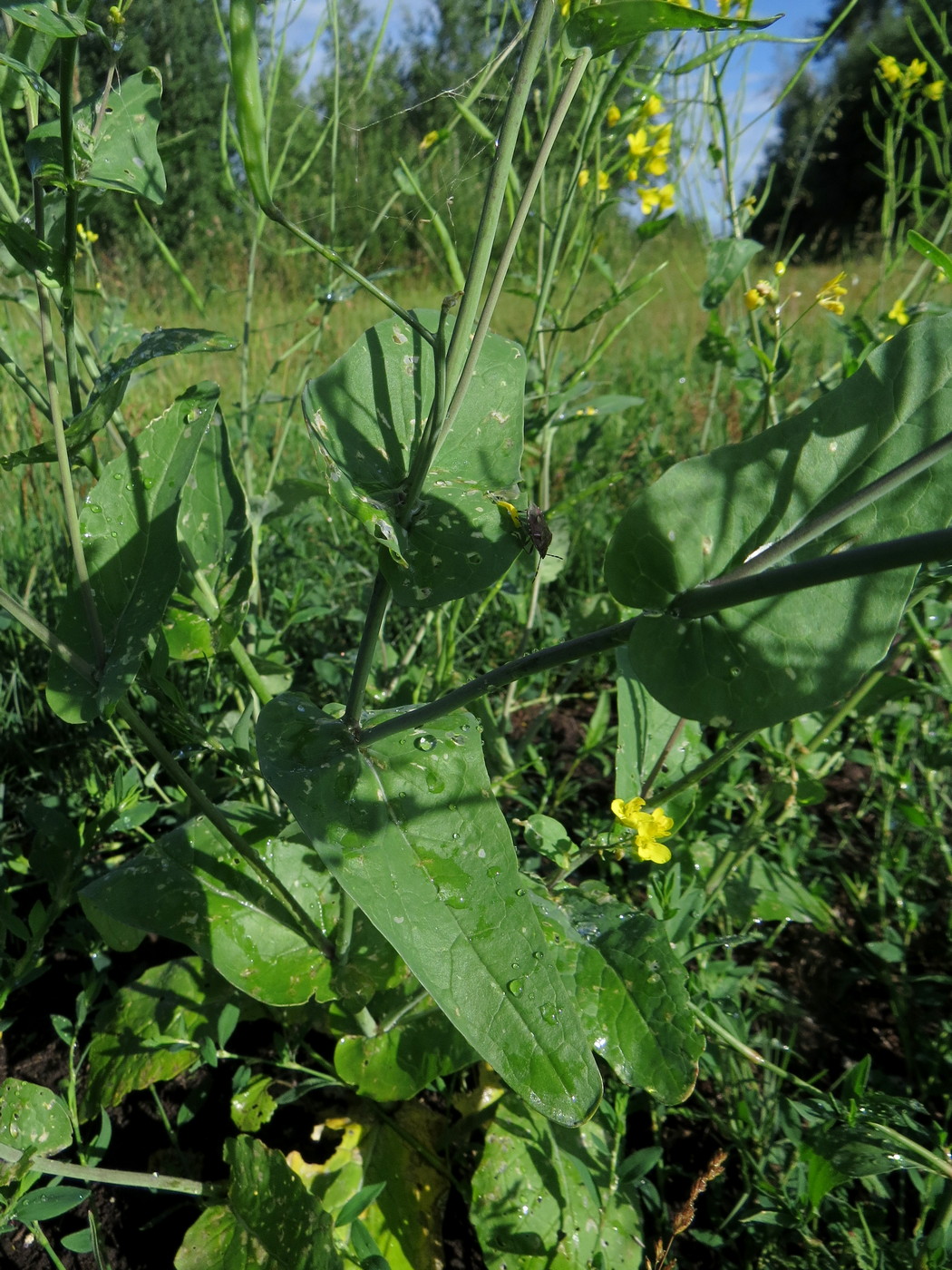 Image of Brassica campestris specimen.