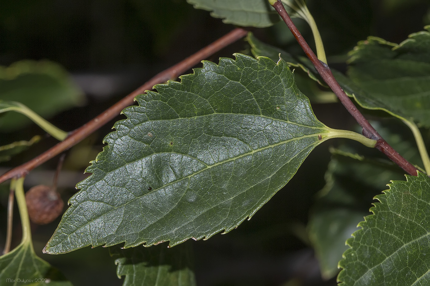 Изображение особи Celtis glabrata.