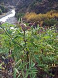 Sambucus ebulus