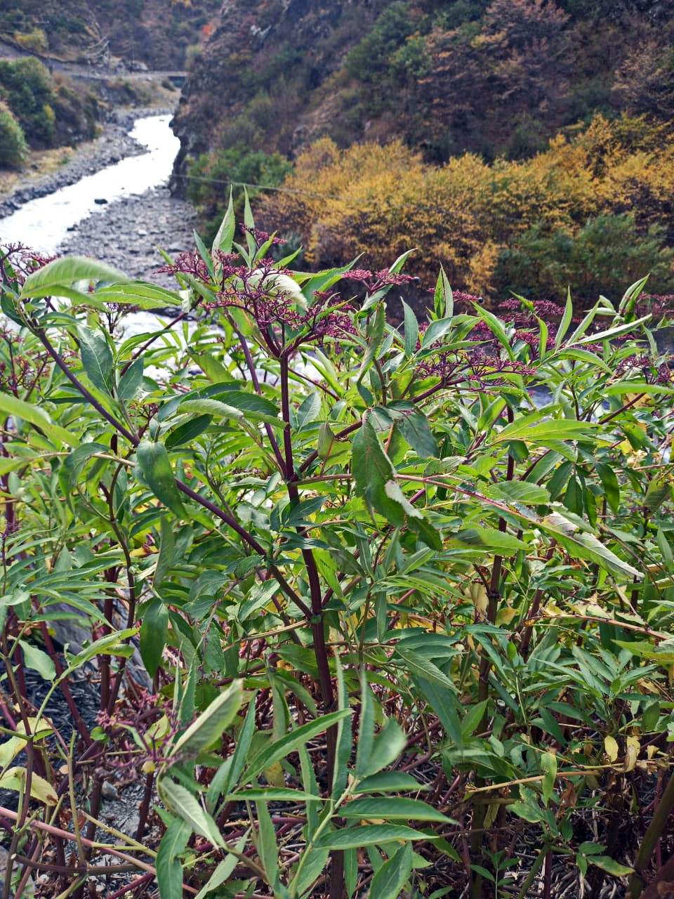 Изображение особи Sambucus ebulus.