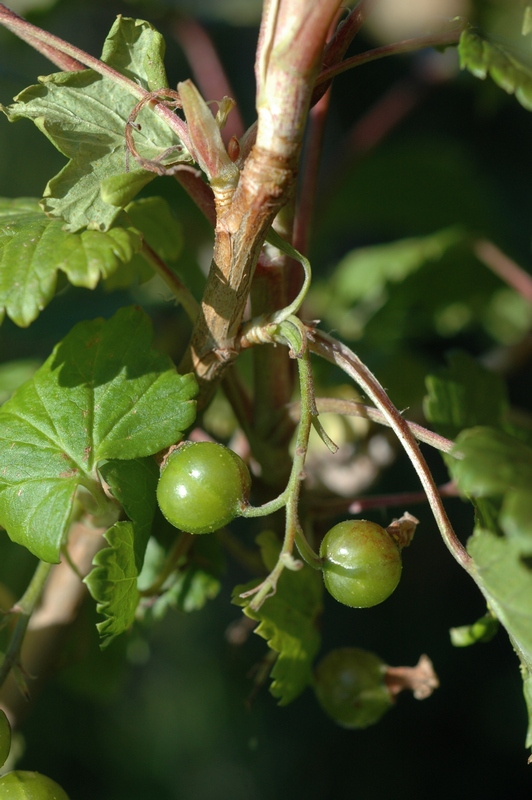 Image of Ribes graveolens specimen.