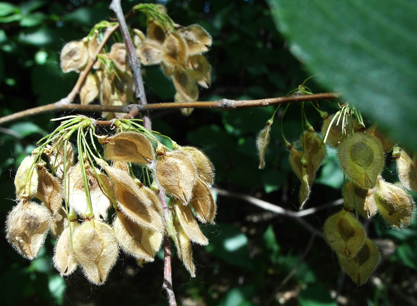 Изображение особи Ulmus laevis.