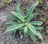 Echium biebersteinii. Вегетирующее растение. Узбекистан, Самаркандская обл., Ургутский р-н, глинисто-песчаная почва с примесью мелких камней. 08.05.2022.