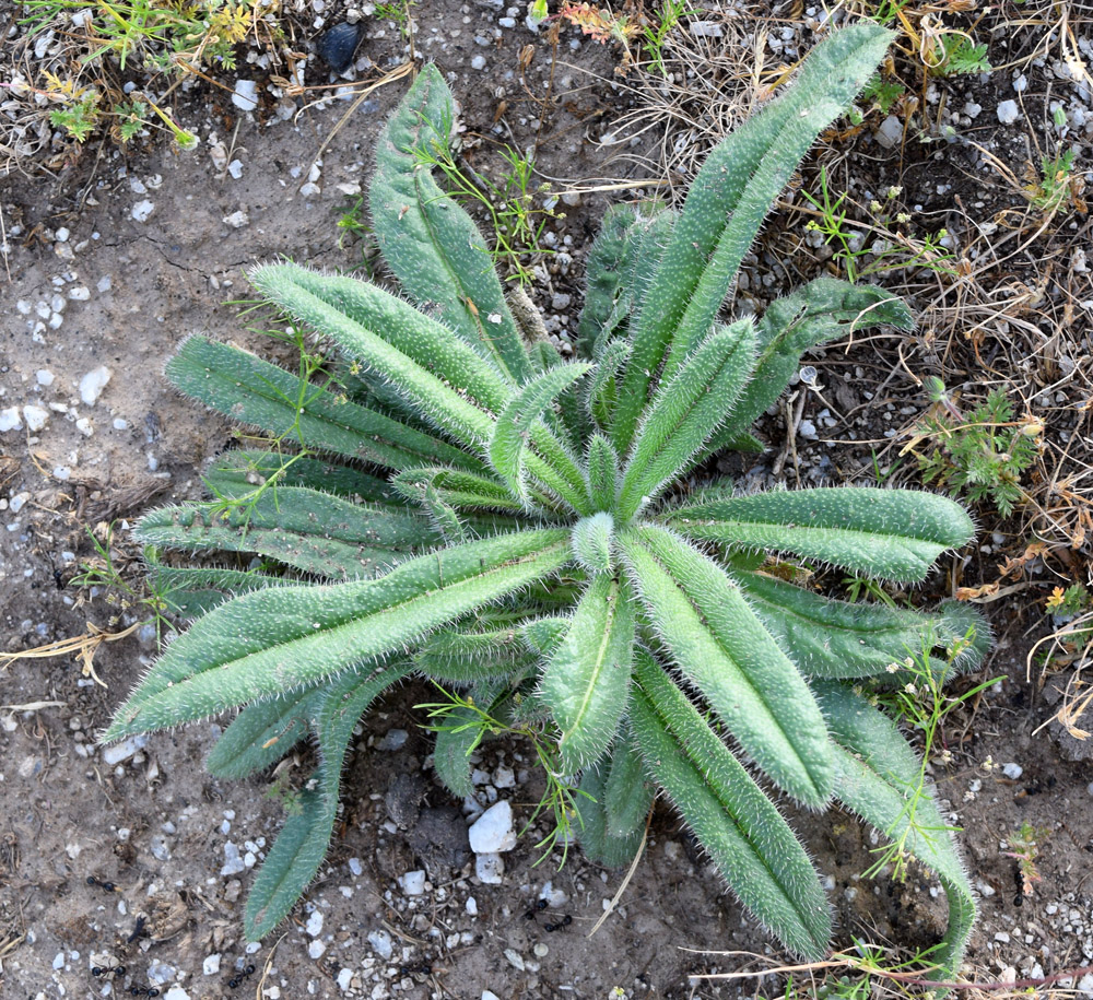 Image of Echium biebersteinii specimen.