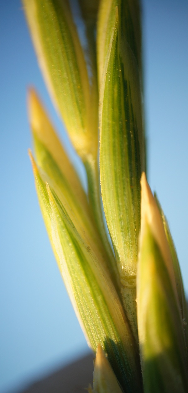 Изображение особи Elytrigia repens.