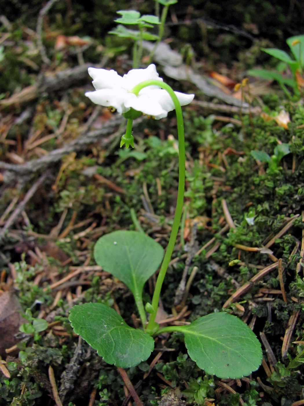 Изображение особи Moneses uniflora.