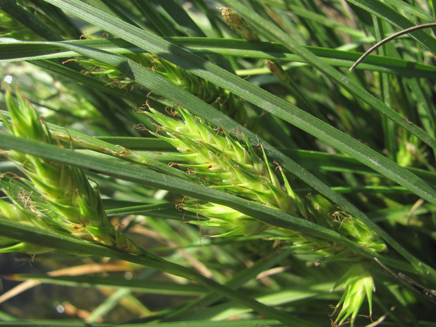 Image of Carex hordeistichos specimen.