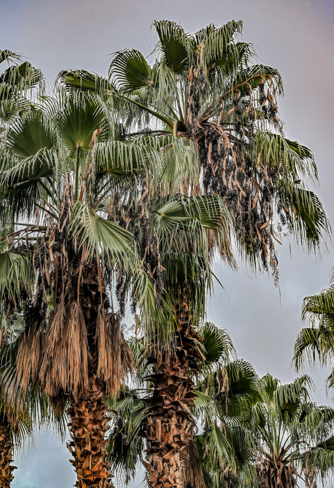 Image of Washingtonia robusta specimen.