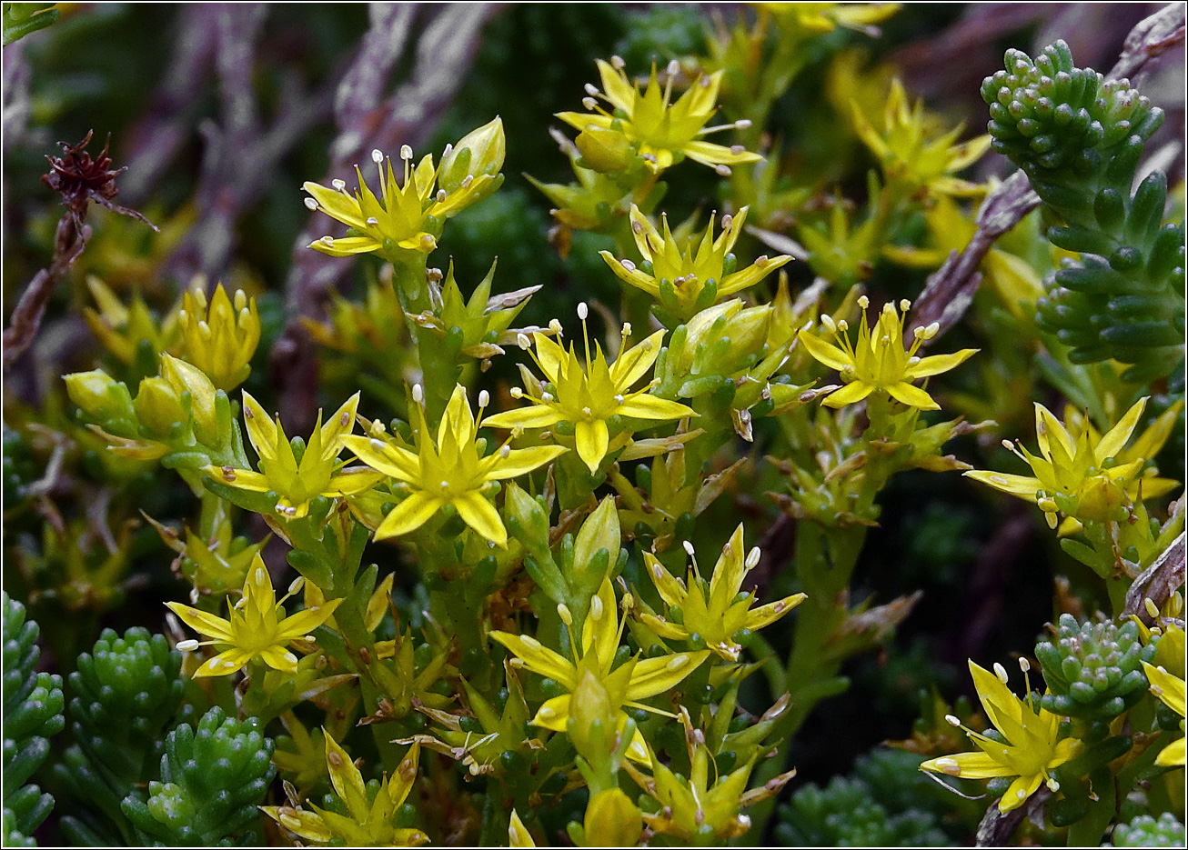 Изображение особи Sedum sexangulare.