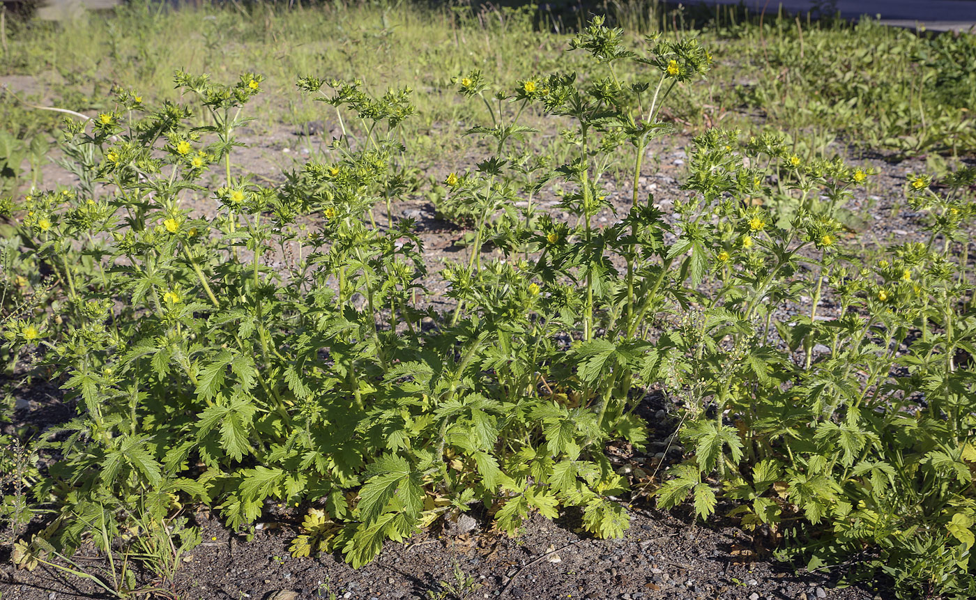 Изображение особи Potentilla norvegica.