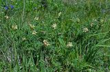 Vicia abbreviata