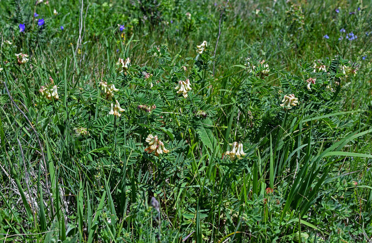 Image of Vicia abbreviata specimen.