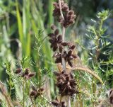 Xanthium orientale. Сухой прошлогодний побег с соплодиями. Краснодарский край, м/о город-курорт Анапа, окр. с. Витязево, Витязевская коса, закреплённые пески. 11.06.2021.