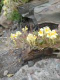 Linaria japonica