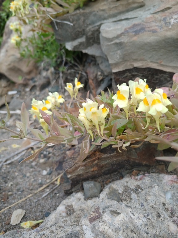 Изображение особи Linaria japonica.