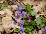 Смотреть изображение род Viola