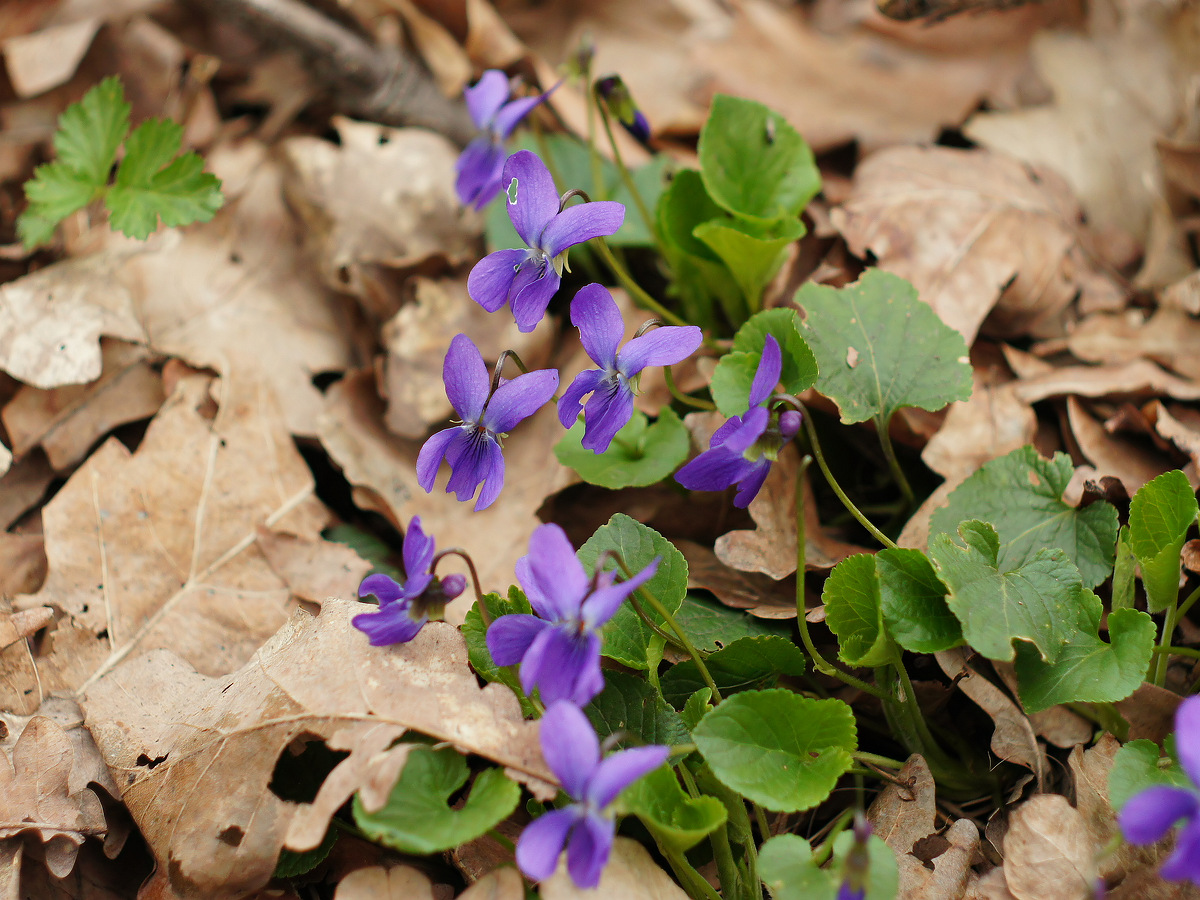 Изображение особи род Viola.