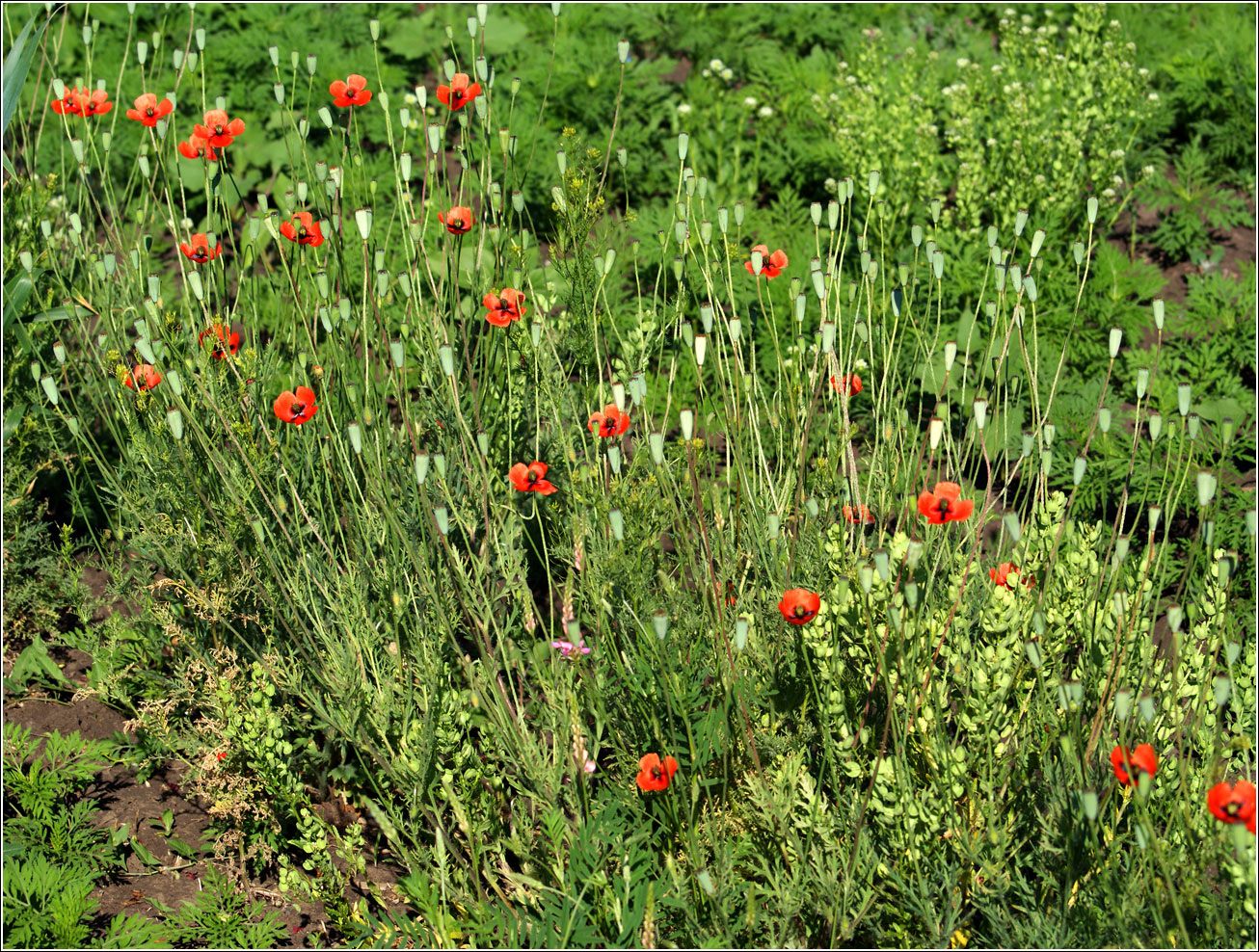 Изображение особи род Papaver.