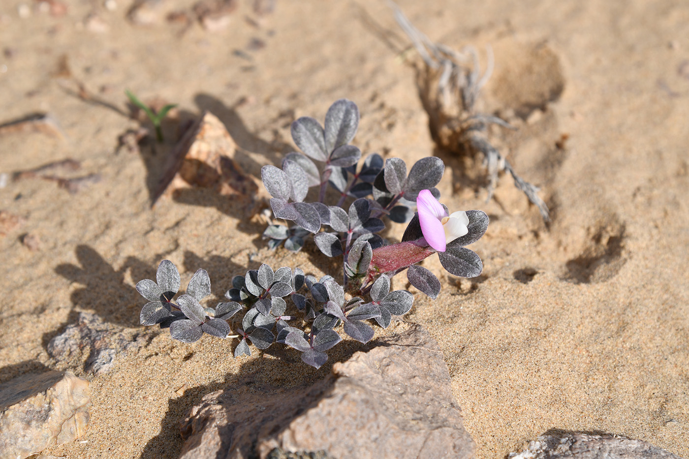 Image of Astragalus subbijugus specimen.