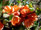 Chaenomeles japonica