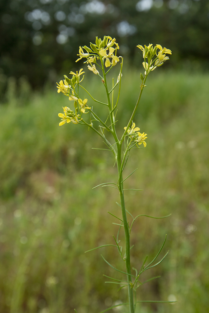 Image of Sisymbrium altissimum specimen.