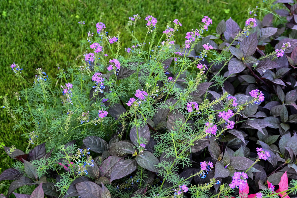 Изображение особи Glandularia pulchella.