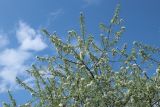 Pyrus salicifolia. Верхняя часть кроны цветущего растения. Санкт-Петербург, Фрунзенский р-н, парк \"Яблоневый сад\", в культуре. 14.05.2023.