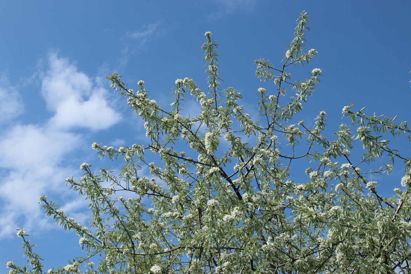 Изображение особи Pyrus salicifolia.