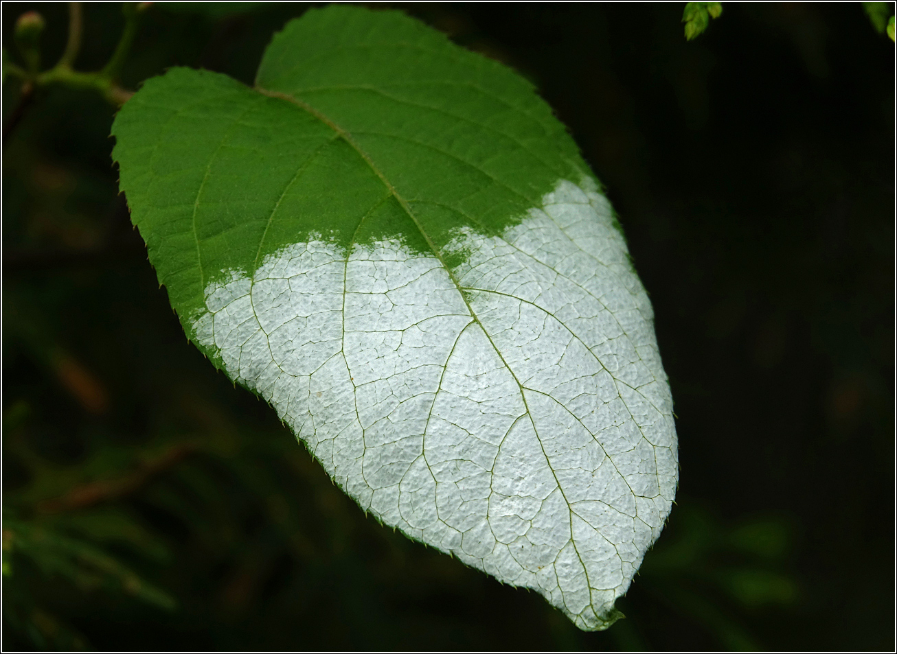 Изображение особи Actinidia kolomikta.