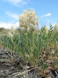 Astragalus follicularis. Плодоносящее растение. Казахстан, Восточно-Казахстанская обл., Калбинский Алтай, окр. пер. Таргын, склон вост. экспозиции, степь. 22 июня 2023 г.