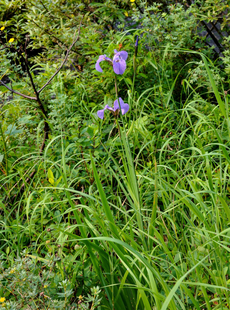 Изображение особи Iris setosa.