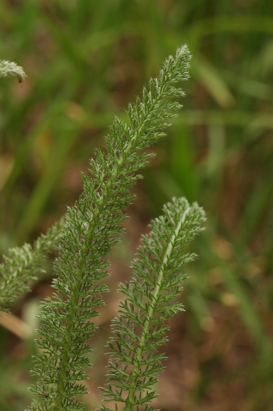 Image of Achillea kuprijanovii specimen.