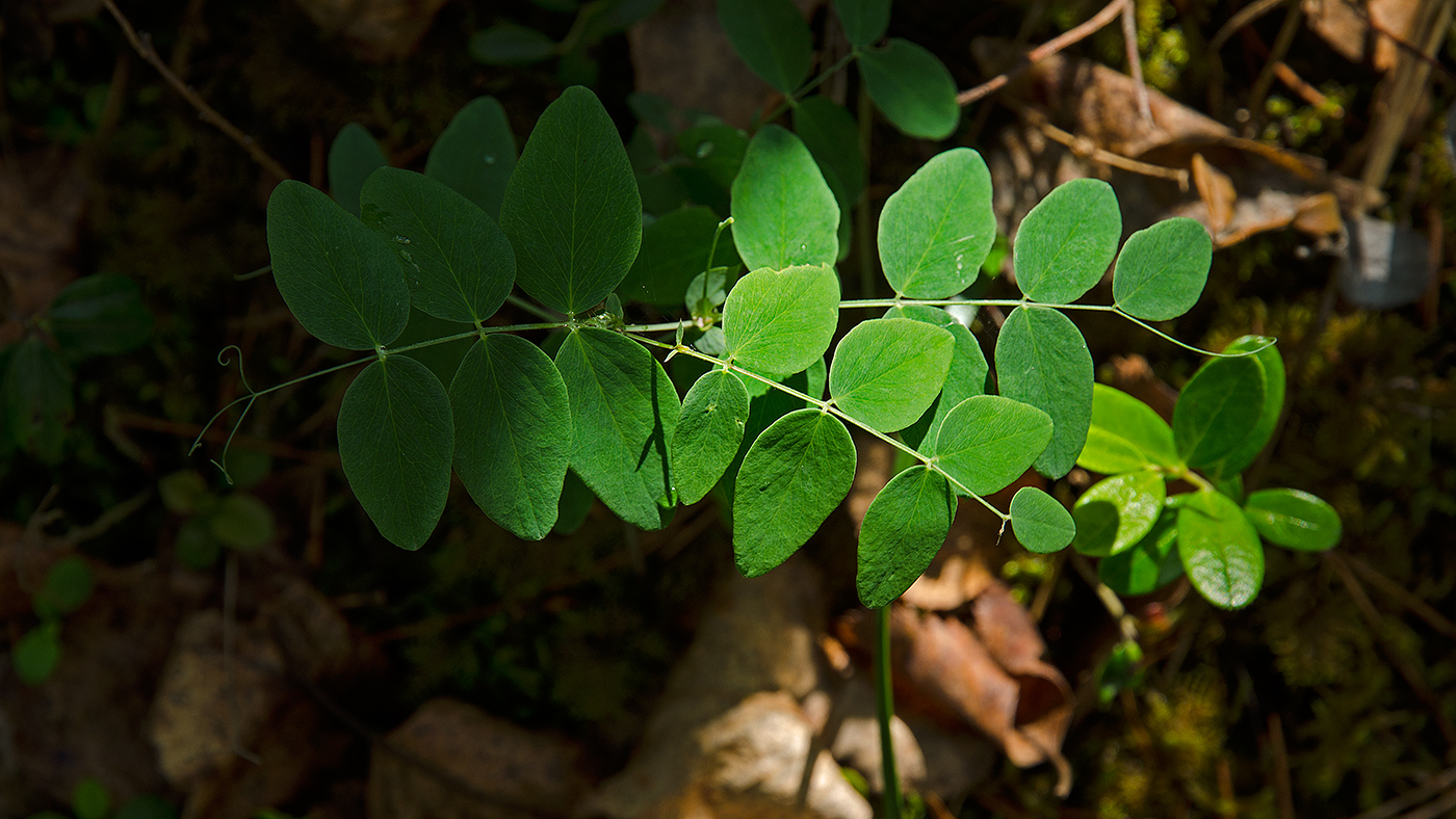 Image of Lathyrus humilis specimen.